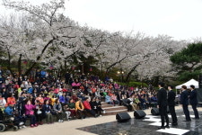 서대문구 안산서 벚꽃·음악 만끽하며 봄나들이