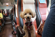 펫츠고트래블, 여름 휴가철 ‘멍비치’ 패키지 여행 출시