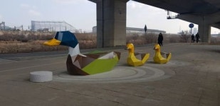 성동구 청계천변‘천둥오리 가족’이 떴다