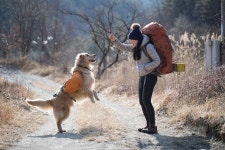 펫츠고트래블, 중대형견 전용 반려견 트래킹 여행 상품 출시
