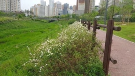 걷고싶은 구래동 가마지천 산책로 조성해