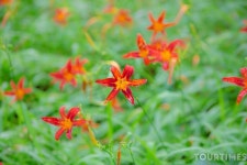 (포토) 제주 한림공원 산야초원 노란 원츄리 꽃 만개해 눈길 끌어