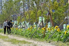 양산시민 건강숲 산책로 ‘해바라기’ 눈길