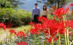 (포토) 산청 산엔청공원 ‘상사화’ 꽃무릇 활짝