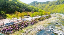 단양관광관리공단, 캠핑시설 이용요금 즉시감면서비스 시행