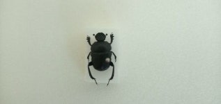 부평구 인천나비공원 ‘희귀곤충 표본 및 사진전시회’ 진행