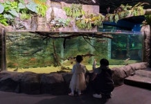단양다누리아쿠아리움, ‘물멍’ 힐링 인기