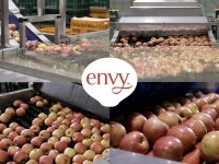 프리미엄 과일 엔비사과, 젊은 층 공략 가속화