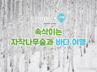 낭만고성여행, 하루에 즐기는 “속삭이는 자작나무숲과 바다 여행” 런칭