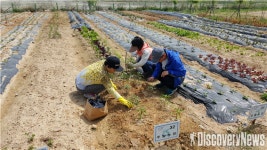 인천환경공단, 중구 영종도 주말농장 무료 분양