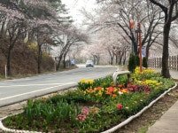 대전광역시 동구, 대청호 오동선에 봄꽃이 왔어요.