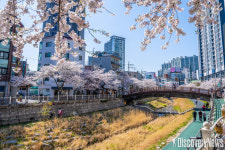 서울관광재단, 서래섬 유채꽃, 청계천 매화 거리 등 봄꽃을 즐기는 숨은 명소 소개