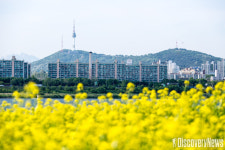 서울관광재단, 서래섬 유채꽃, 청계천 매화 거리 등 봄꽃을 즐기는 숨은 명소 소개