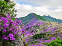 산청 황매산철쭉제 아쉽지만 내년에 만나요.