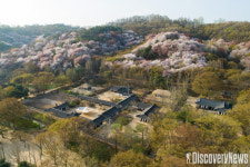 한국민속촌, 오는 4월 24일(토)~6월 20일(일) 꽃놀이 축제 진행 해