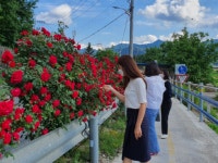 (포토) 거창군 남하면 장미꽃길로 드라이브 오세요.
