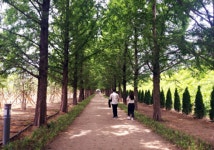 영천시, 언하공단 미세먼지 차단숲 조성 완료