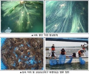 부산시 수산자원연구소, 어린 동남참게 20만 마리 방류