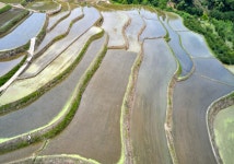 (포토) 전라남도 구례군 사포마을 다랭이논 모내기(포커스)