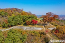 정읍 내장산 단풍나무 · 부여 가림성 느티나무 천연기념물 지정 예고