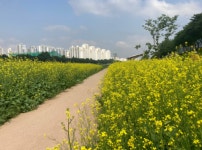 (포토) 금천구, 안양천에 농촌테마 풍경길 조성