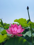 첫 꽃을 피운 함안 연꽃테마파크, 여름관광객 맞이 준비 한창