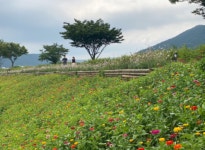 (포토) 화순천변 수놓은 백일홍 꽃길 산책길로 인기
