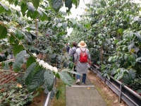 통영 동백커피식물원 개장