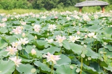 (포토) 의왕시, 연꽃의 향연에 초대