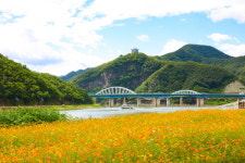 (포토) 만발한 단양강 야생화와 코스모스, 꽃산책 유혹