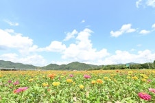 산소카페 청송정원, 꽃길만 걷게 해줄게