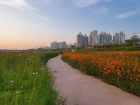 (포토) 자유로 따라 황금노을에 물드는 파주 문산노을길 풍경