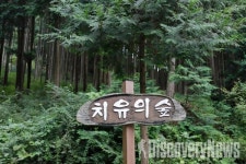 (여행기획) 완주의 힐링여행 스폿, 피톤치드 가득 상관 편백나무숲으로의 랜선여행
