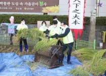 농업박물관, 도심에서 전통 방식 벼베기 재현