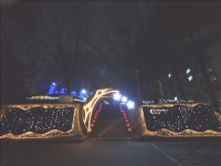 은평구, 야간조명 설치한 은평 신비의 숲 개장