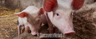 구제역 백신 국산화 연구 추진현황 조만간 발표