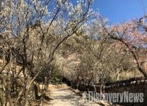 순천 선암사·장성 백양사·구례 화엄사 매화 3월 말 만개