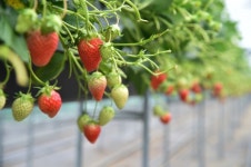 진주청동기문화박물관으로 대평딸기 체험하러 GOGO