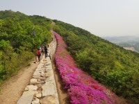 (포토) 지금은 문수산이 키워낸 영산홍이 절정