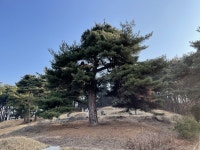 청주시, 마을의 수호신 보호수를 지키자