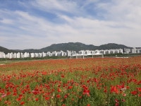 김해시, 야생화와 함께 하는 제7회 김해 꽃축제 19~22일 축제 맞춰 야생화단지 개방