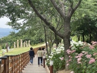 월아산 숲속의 진주 제1회 수국정원 꽃 축제 성황리에 마무리