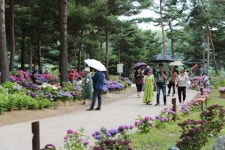 가평군 남도 꽃정원, 꽃잎은 떨어졌으나 향기는 남기고 종료