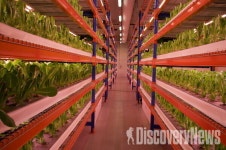 에미레이트항공, 두바이에 33만 평방피트 규모 수직 농장 구축