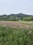 (포토) 경주 양동마을·옥산서원 코스모스 활짝