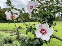 숲해설가가 들려주는 무궁화 이야기 운영