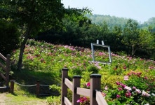 (포토) 창녕군 영산면, 함박공원 함박웃음 짓는 함박꽃 활짝