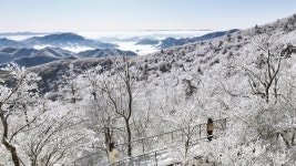 모나 용평, 상고대 천년주목숲길 2023 한국관광의 별 본상 수상