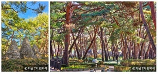 대한민국 구석구석 . 겨울에도 피톤치드 가득한 푸른숲 4선