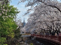 2024년 에덴벚꽃길 벚꽃축제 개최.. 대한민국 벚꽃엔딩 명소